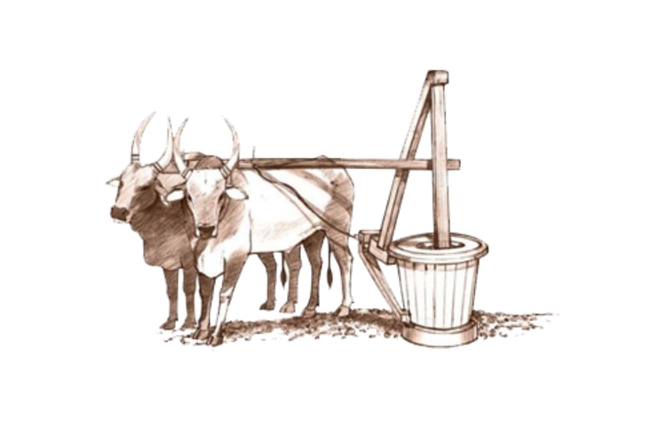 Organic Wooden Pressed Oils